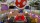  Mario Kart Live: Home Circuit.  Mario (Nintendo Switch) -    , , .   GameStore.ru  |  | 